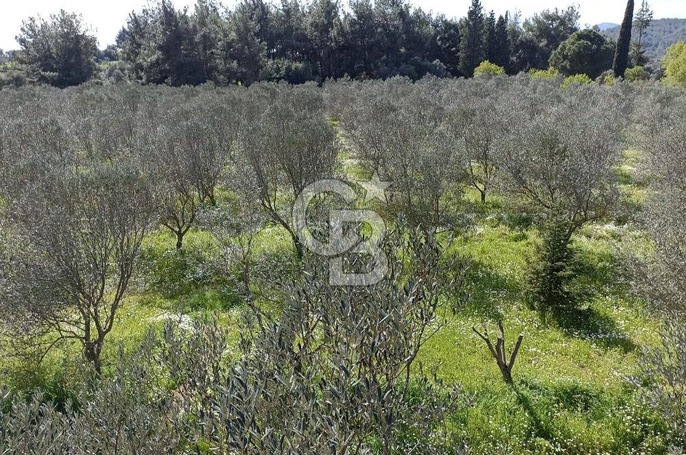 MENDERES COLDWELL BANKER POYRAZ'DAN TEK TAPULU ZEYTİNLİK