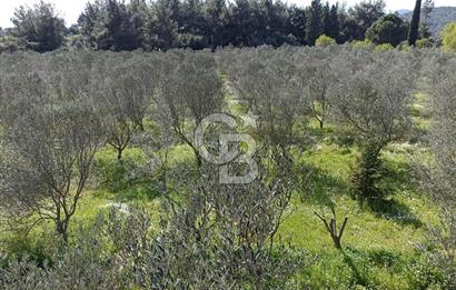 MENDERES COLDWELL BANKER POYRAZ'DAN TEK TAPULU ZEYTİNLİK