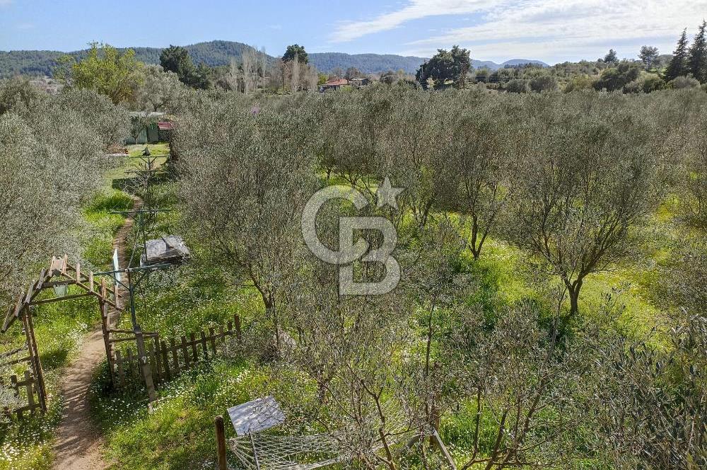 MENDERES COLDWELL BANKER POYRAZ'DAN TEK TAPULU ZEYTİNLİK