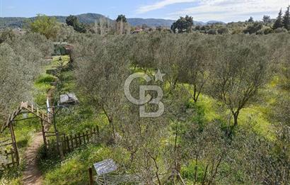 MENDERES COLDWELL BANKER POYRAZ'DAN TEK TAPULU ZEYTİNLİK