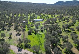 BURHANİYE'DE MERKEZE YAKIN ZEYTİNLİK  - 7 - 310936