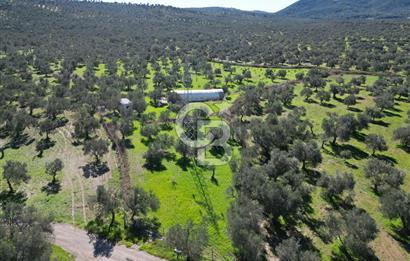 BURHANİYE'DE MERKEZE YAKIN ZEYTİNLİK 