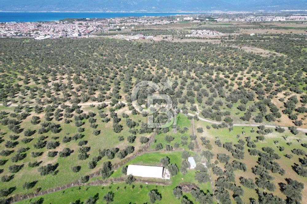 BURHANİYE'DE MERKEZE YAKIN ZEYTİNLİK 