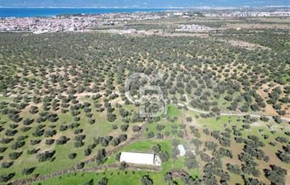 BURHANİYE'DE MERKEZE YAKIN ZEYTİNLİK 