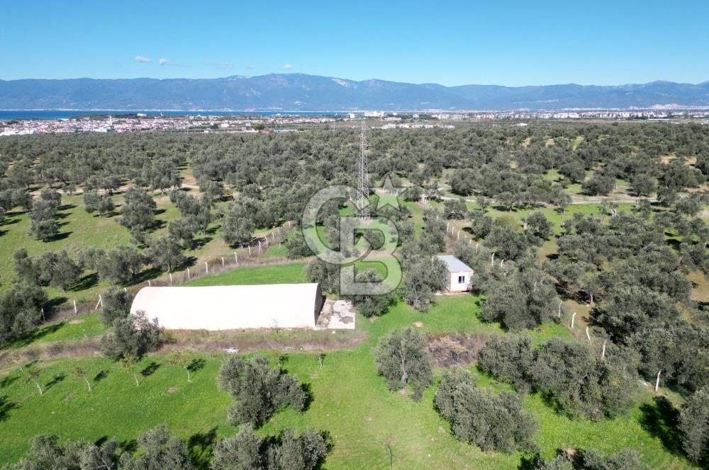 BURHANİYE'DE MERKEZE YAKIN ZEYTİNLİK 