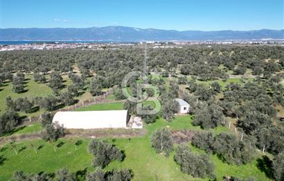 BURHANİYE'DE MERKEZE YAKIN ZEYTİNLİK 