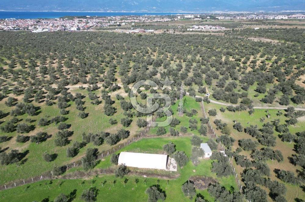 BURHANİYE'DE MERKEZE YAKIN ZEYTİNLİK 