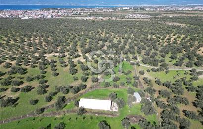 BURHANİYE'DE MERKEZE YAKIN ZEYTİNLİK 