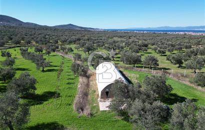 BURHANİYE'DE MERKEZE YAKIN ZEYTİNLİK 