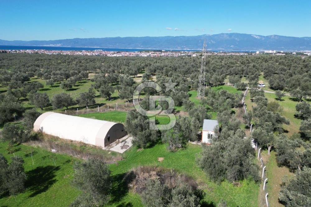 BURHANİYE'DE MERKEZE YAKIN ZEYTİNLİK 