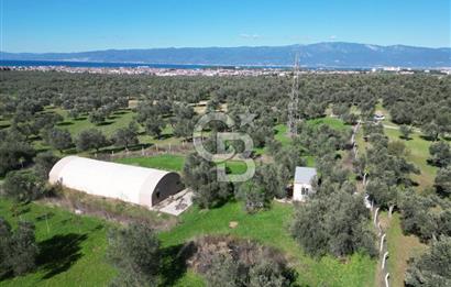 BURHANİYE'DE MERKEZE YAKIN ZEYTİNLİK 