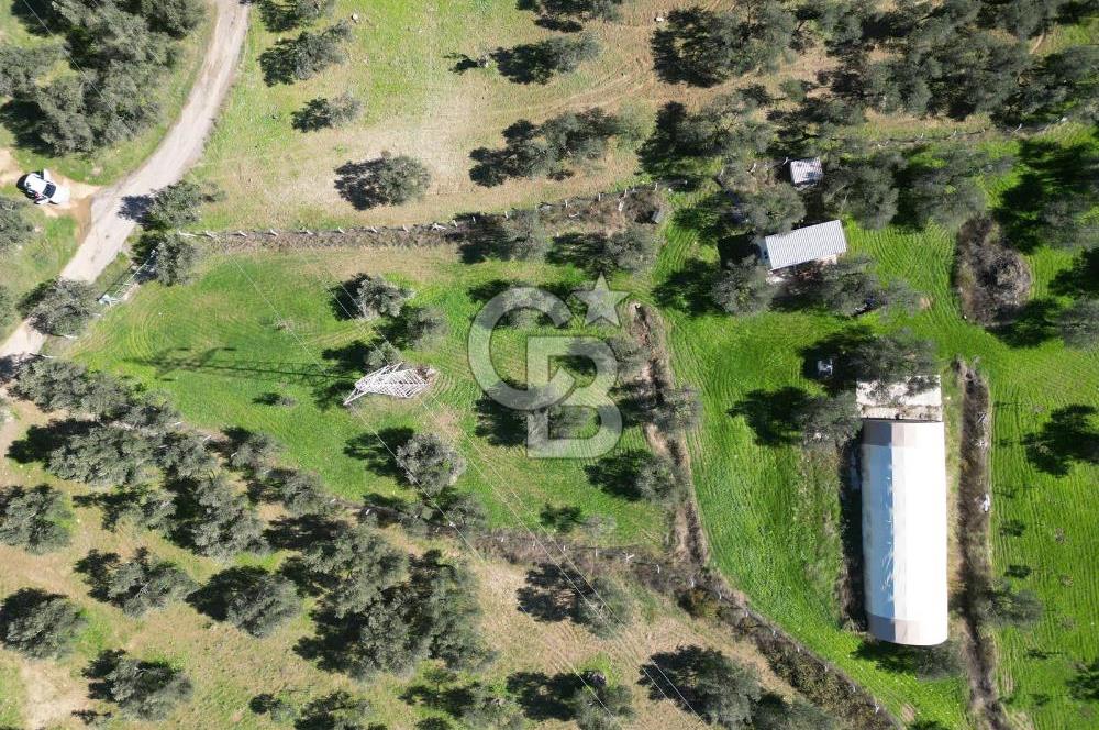 BURHANİYE'DE MERKEZE YAKIN ZEYTİNLİK 