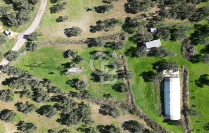 BURHANİYE'DE MERKEZE YAKIN ZEYTİNLİK 