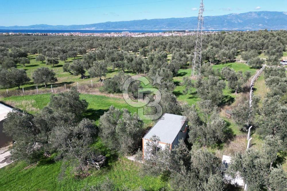 BURHANİYE'DE MERKEZE YAKIN ZEYTİNLİK 