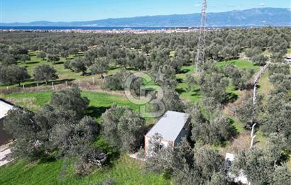 BURHANİYE'DE MERKEZE YAKIN ZEYTİNLİK 