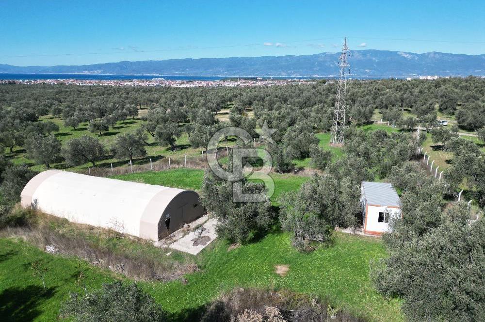 BURHANİYE'DE MERKEZE YAKIN ZEYTİNLİK 