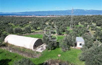 BURHANİYE'DE MERKEZE YAKIN ZEYTİNLİK 