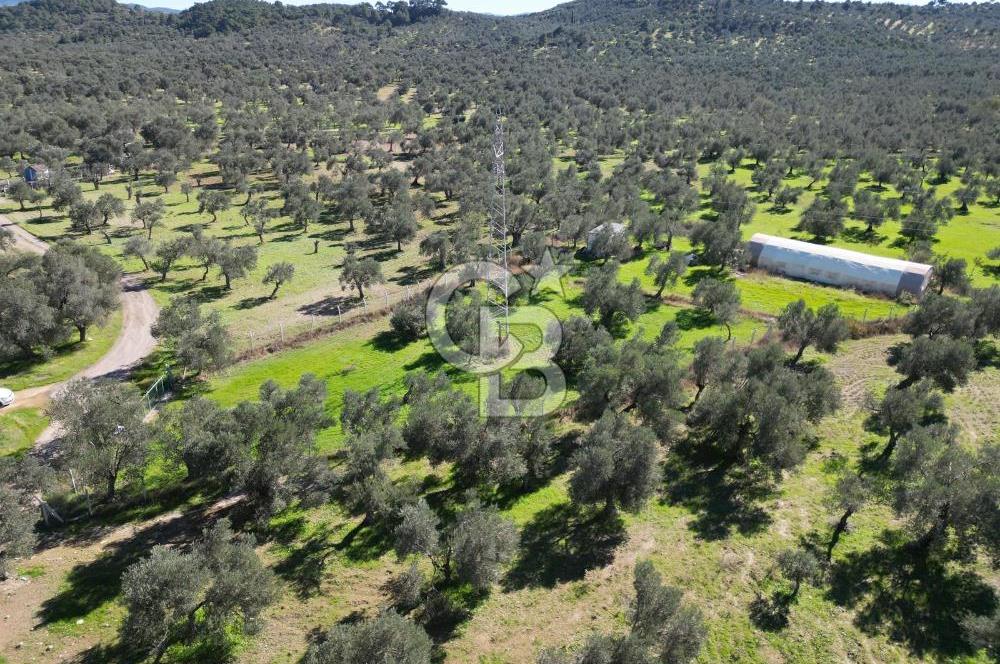 BURHANİYE'DE MERKEZE YAKIN ZEYTİNLİK 