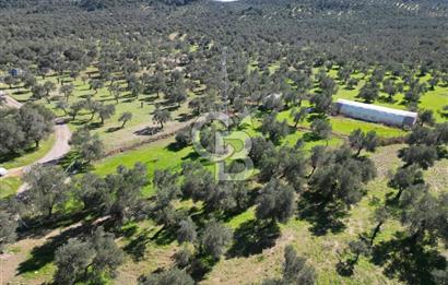 BURHANİYE'DE MERKEZE YAKIN ZEYTİNLİK 