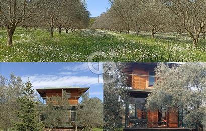 MENDERES COLDWELL BANKER POYRAZ'DAN TEK TAPULU ZEYTİNLİK