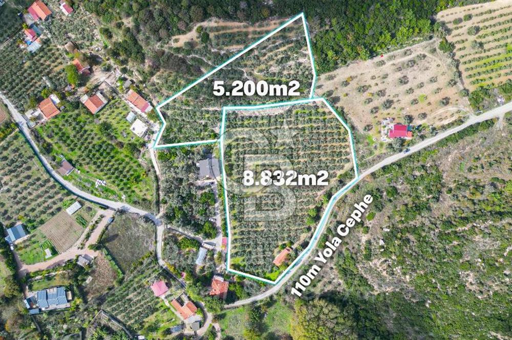 Urla, Kuşcular’da 110 Metre Kadastrol Yola Cepheli 14.030 m2 Tarla