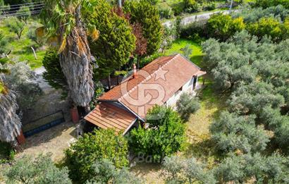 Urla, Kuşcular’da 110 Metre Kadastrol Yola Cepheli 14.030 m2 Tarla