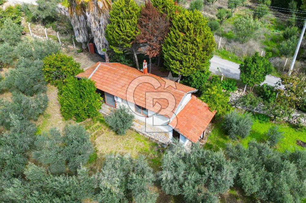 Urla, Kuşcular’da 110 Metre Kadastrol Yola Cepheli 14.030 m2 Tarla