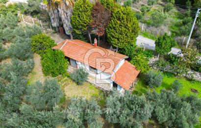 Urla, Kuşcular’da 110 Metre Kadastrol Yola Cepheli 14.030 m2 Tarla