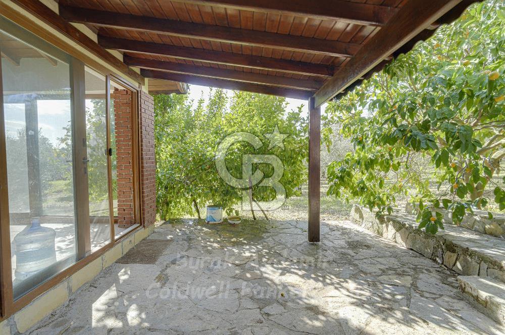 Urla, Kuşcular’da 110 Metre Kadastrol Yola Cepheli 14.030 m2 Tarla