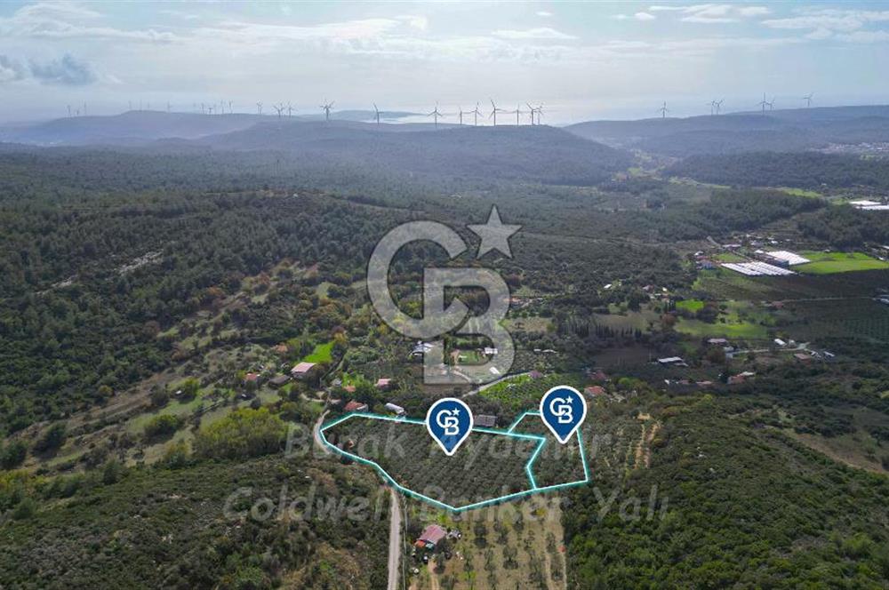 Urla, Kuşcular’da 110 Metre Kadastrol Yola Cepheli 14.030 m2 Tarla