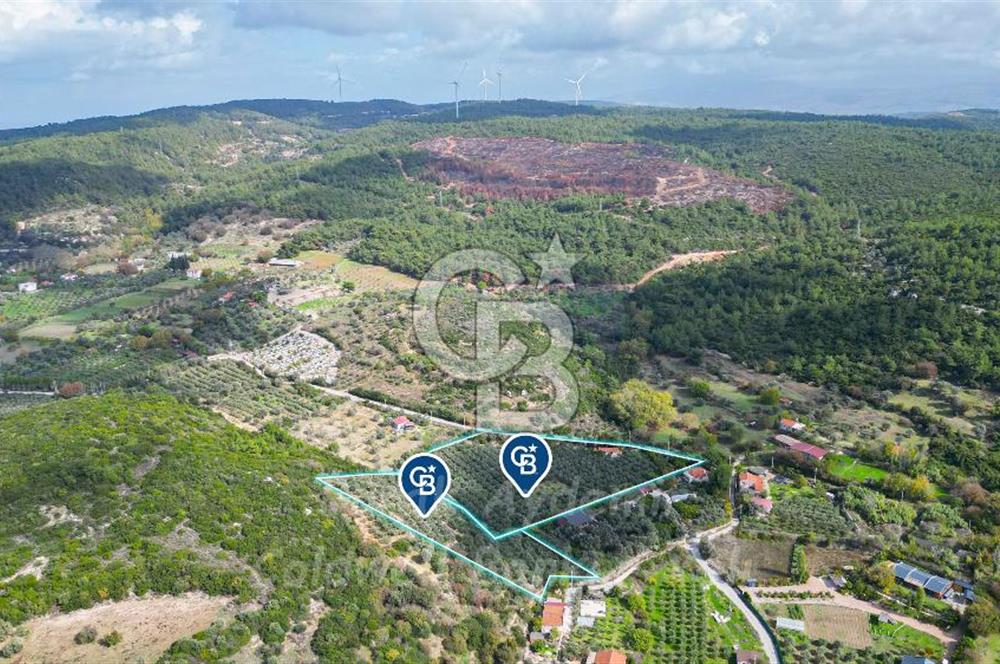 Urla, Kuşcular’da 110 Metre Kadastrol Yola Cepheli 14.030 m2 Tarla