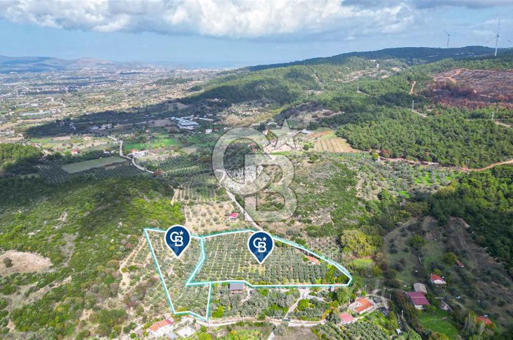Urla, Kuşcular’da 110 Metre Kadastrol Yola Cepheli 14.030 m2 Tarla