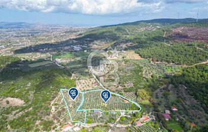 Urla, Kuşcular’da 110 Metre Kadastrol Yola Cepheli 14.030 m2 Tarla