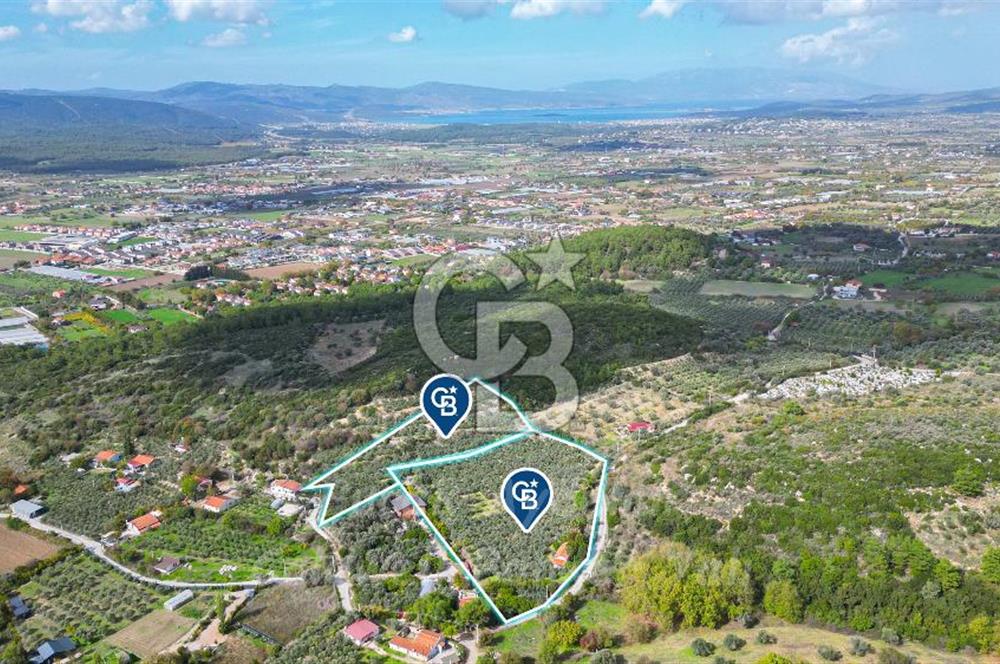 Urla, Kuşcular’da 110 Metre Kadastrol Yola Cepheli 14.030 m2 Tarla