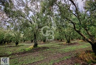 CB CLASS BURSA MUSTAFAKEMALPAŞA ÇÖRDÜK SATILIK ZEYTİNLİK - 9 - 311011