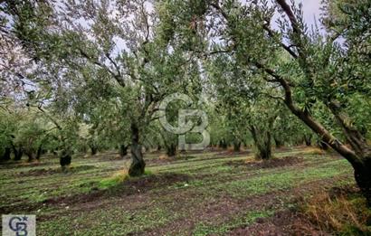 CB CLASS BURSA MUSTAFAKEMALPAŞA ÇÖRDÜK SATILIK ZEYTİNLİK