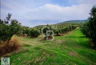 CB CLASS BURSA MUSTAFAKEMALPAŞA ÇÖRDÜK SATILIK ZEYTİNLİKLER - 8 - 311013