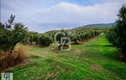 CB CLASS BURSA MUSTAFAKEMALPAŞA ÇÖRDÜK SATILIK ZEYTİNLİKLER