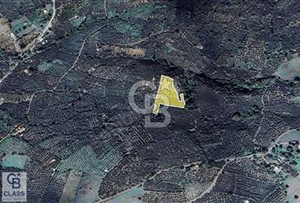 CB CLASS BALIKESİR ERDEK ATATÜRK SATILIK ZEYTİNLİK