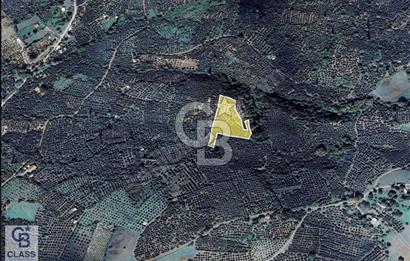 CB CLASS BALIKESİR ERDEK ATATÜRK SATILIK ZEYTİNLİK