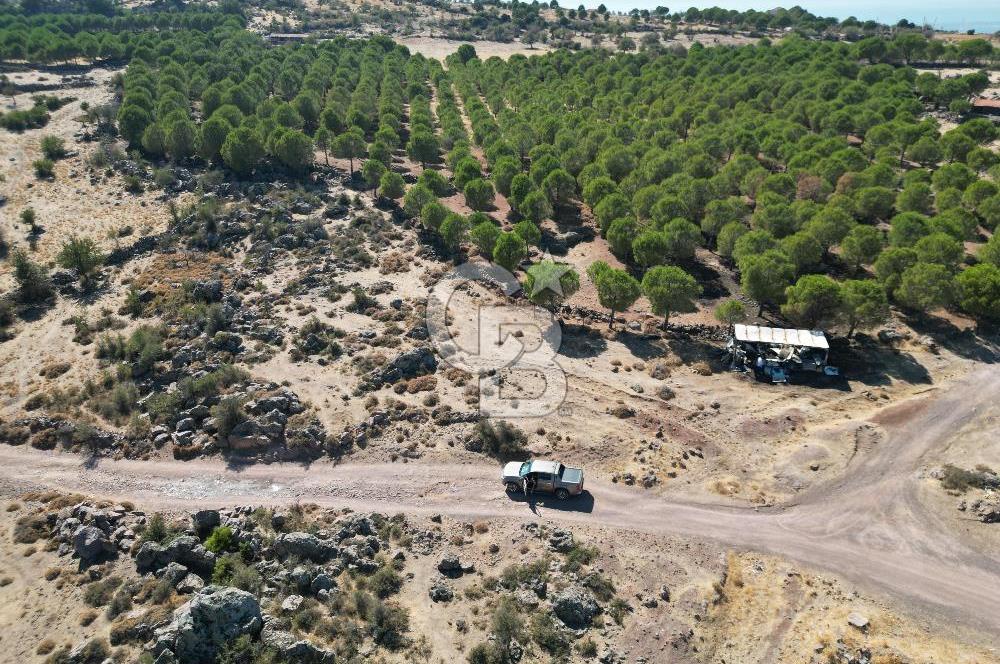 AYVALIK BEŞİKTEPE KÖYÜNDE 3.231 m² HAM TOPRAK YATIRIMLIK ARAZİ