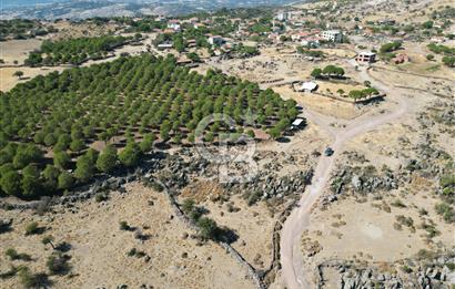 AYVALIK BEŞİKTEPE KÖYÜNDE 3.231 m² HAM TOPRAK YATIRIMLIK ARAZİ