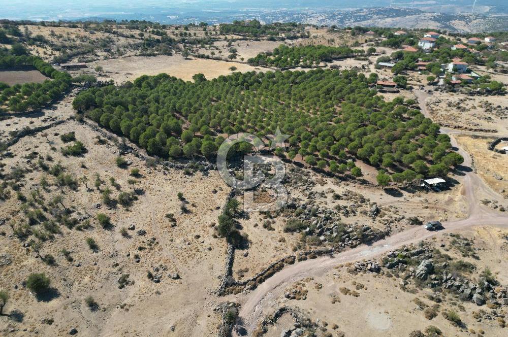 AYVALIK BEŞİKTEPE KÖYÜNDE 3.231 m² HAM TOPRAK YATIRIMLIK ARAZİ