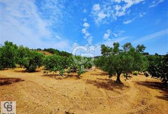 CB CLASS BURSA OSMANGAZİ GÜNDOĞDU SATILIK BAHÇE - 6 - 311086