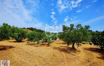 CB CLASS BURSA OSMANGAZİ GÜNDOĞDU SATILIK BAHÇE