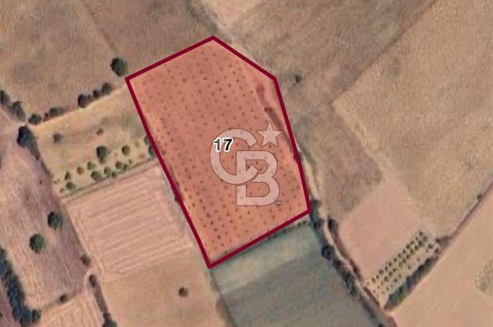 CB BLACK'TAN YENİŞEHİR KARABAHADIR KÖYÜ SATILIK FIRSAT TARLA