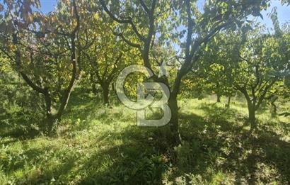 KEMALPAŞA OVACIKTA SATILIK TARLA