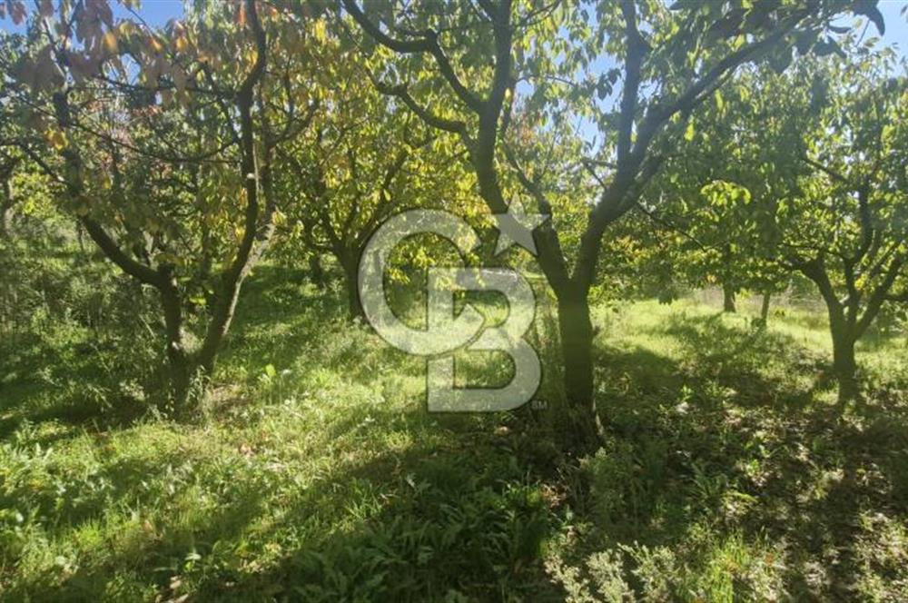 KEMALPAŞA OVACIKTA SATILIK TARLA