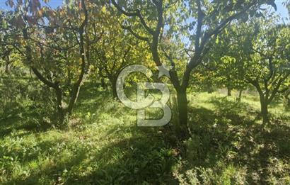 KEMALPAŞA OVACIKTA SATILIK TARLA