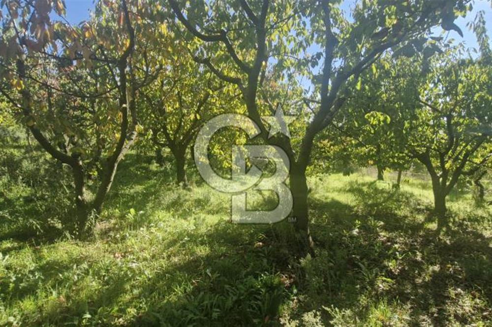 KEMALPAŞA OVACIKTA SATILIK TARLA